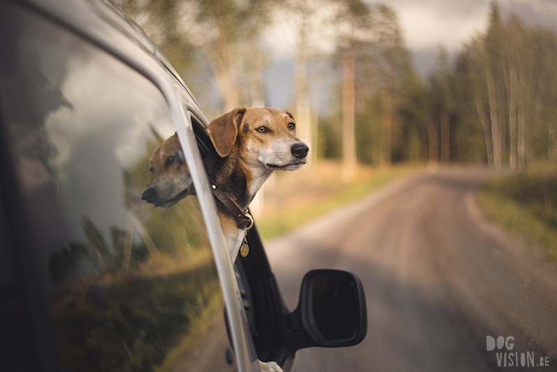 #TongueOutTuesday (34), European dog photographer blogger and artist Fenne Kustermans, Life with dogs in Sweden, Swedish adventure dogs, www.DOGvision.eu