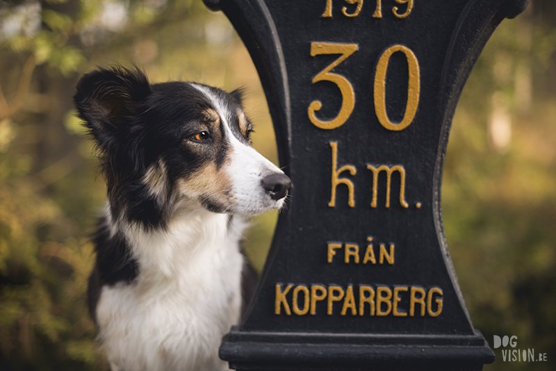 #TongueOutTuesday (34), European dog photographer blogger and artist Fenne Kustermans, Life with dogs in Sweden, Swedish adventure dogs, www.DOGvision.eu