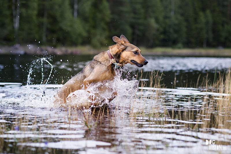 #TongueOutTuesday (34), European dog photographer blogger and artist Fenne Kustermans, Life with dogs in Sweden, Swedish adventure dogs, www.DOGvision.eu