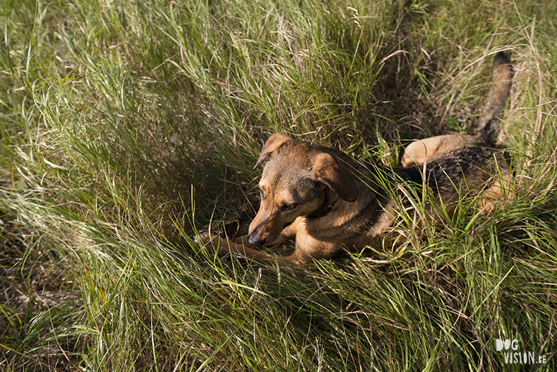 #TongueOutTuesday (34), European dog photographer blogger and artist Fenne Kustermans, Life with dogs in Sweden, Swedish adventure dogs, www.DOGvision.eu