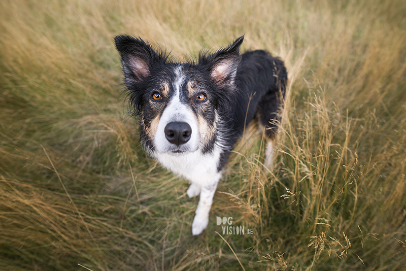 #TongueOutTuesday (34), European dog photographer blogger and artist Fenne Kustermans, Life with dogs in Sweden, Swedish adventure dogs, www.DOGvision.eu