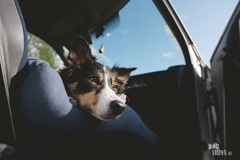 #TongueOutTuesday (34), European dog photographer blogger and artist Fenne Kustermans, Life with dogs in Sweden, Swedish adventure dogs, www.DOGvision.eu