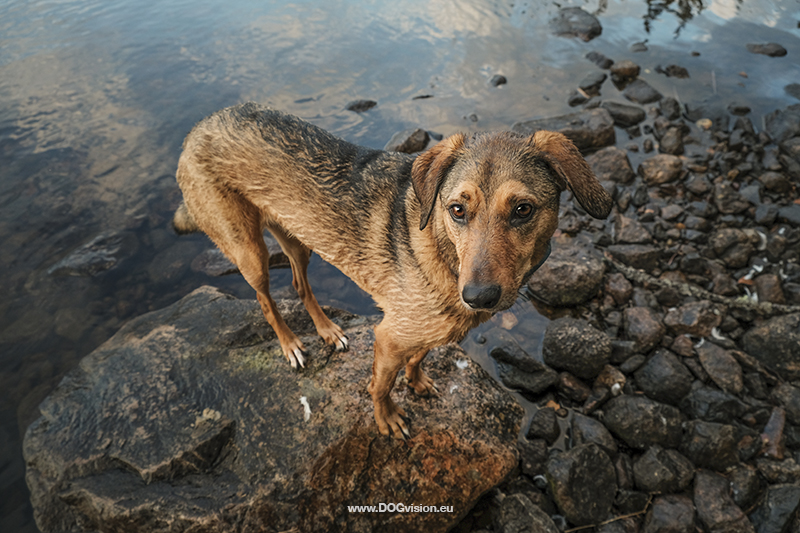 Testing new dog photography gear: the Fujifilm Xt-4, www.DOGvision.eu