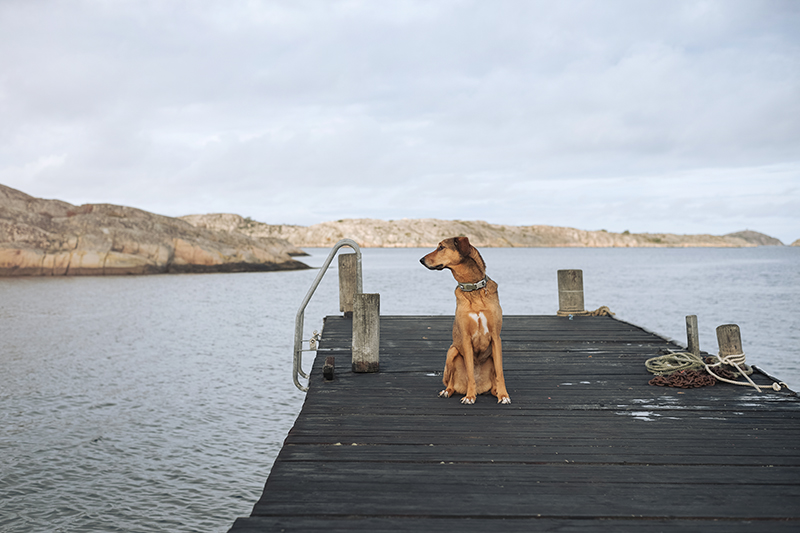 Traveling Sweden with dogs, dog photography, hiking with dogs, www.DOGvision.eu