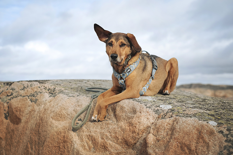 Traveling Sweden with dogs, dog photography, hiking with dogs, www.DOGvision.eu