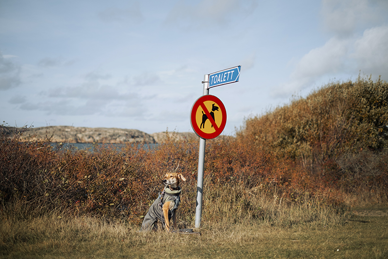 Traveling Sweden with dogs, dog photography, hiking with dogs, www.DOGvision.eu