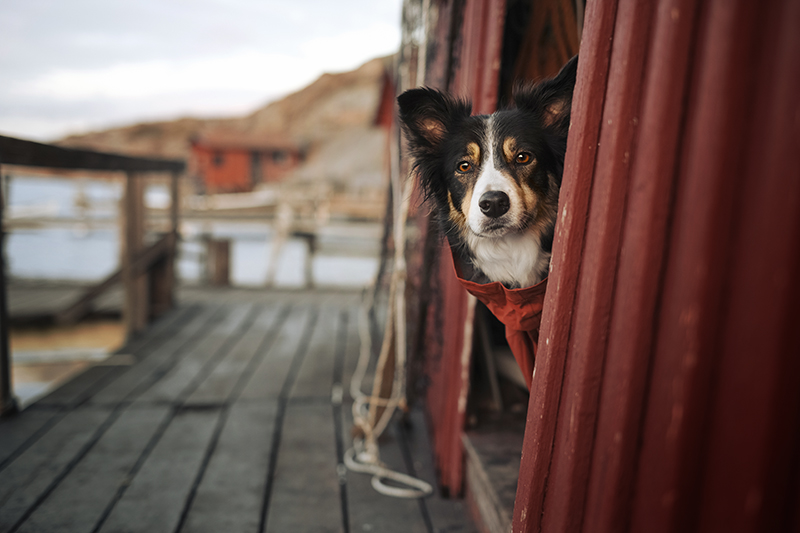 Traveling Sweden with dogs, dog photography, hiking with dogs, www.DOGvision.eu