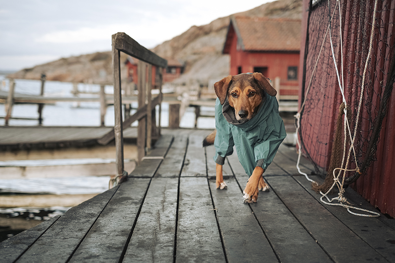 Traveling Sweden with dogs, dog photography, hiking with dogs, www.DOGvision.eu