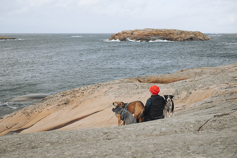 Traveling Sweden with dogs, dog photography, hiking with dogs, www.DOGvision.eu