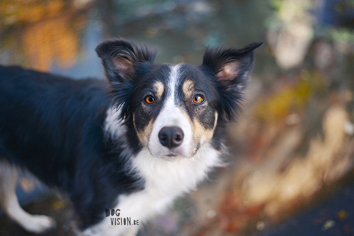 An urban looking graffiti shoot in the woods | creative dog photography | www.DOGvision.eu