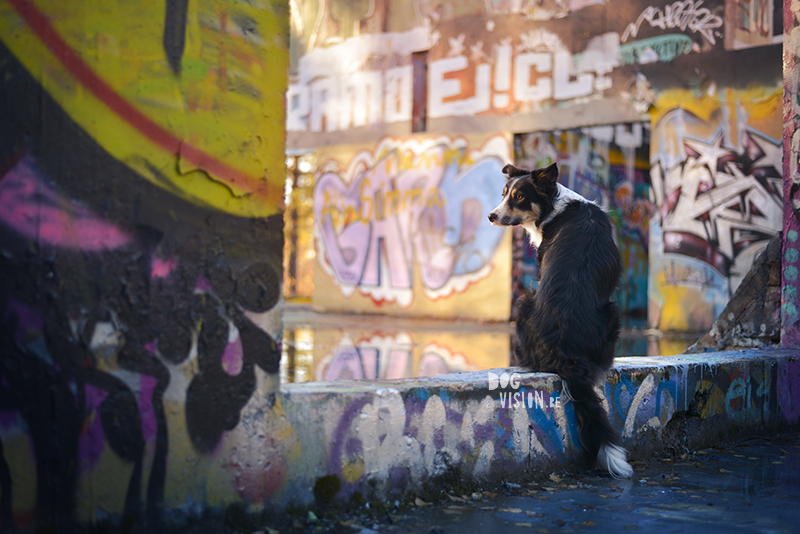 An urban looking graffiti shoot in the woods | creative dog photography | www.DOGvision.eu