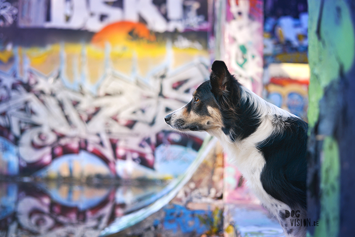 An urban looking graffiti shoot in the woods | creative dog photography | www.DOGvision.eu