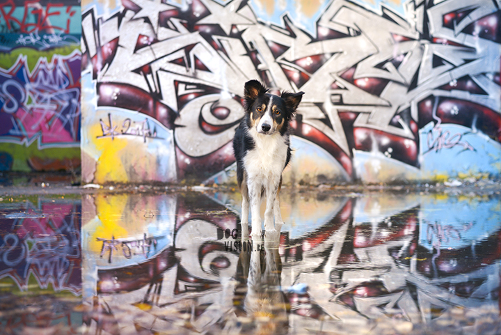 An urban looking graffiti shoot in the woods | creative dog photography | www.DOGvision.eu