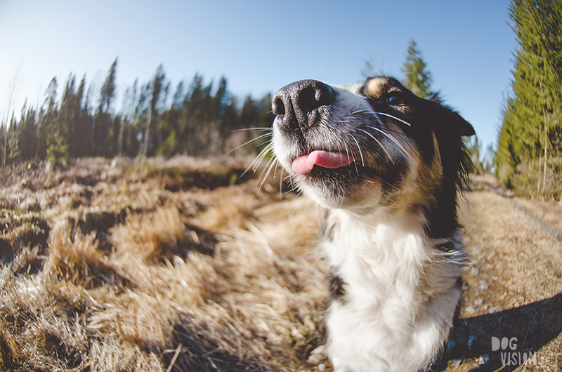 #TongueOutTuesday (08), Fenne Kustermans hondenfotografie, honden in Zweden, Dalarna, lifestyle hondenfotografie, www.DOGvision.be