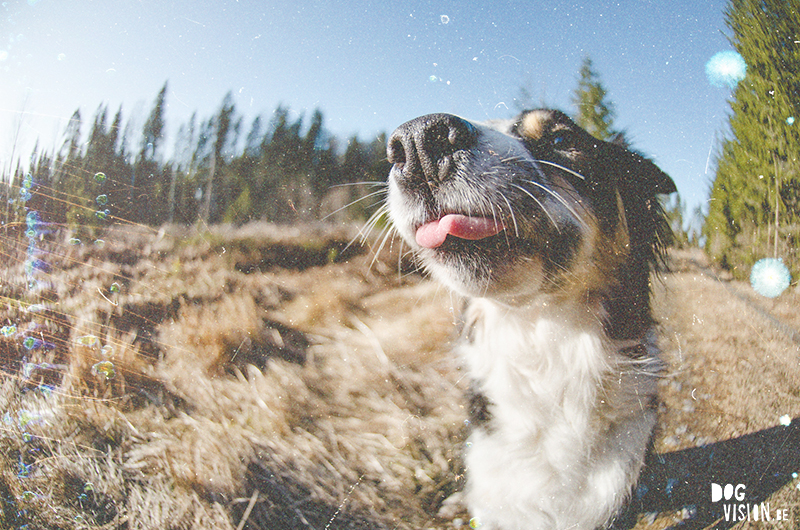 Making overlays from old photographs for dog photography, www.DOGvision.eu