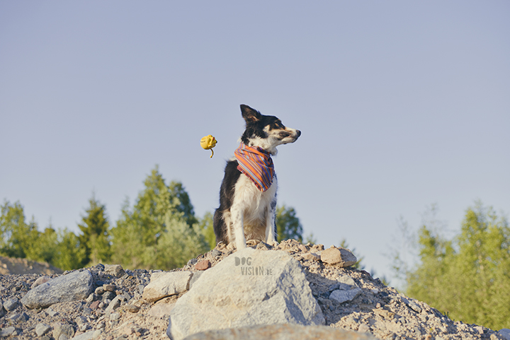 #TongueOutTuesday (21), dog photography Sweden, Dalarna, adventure dogs, exploring and hiking with dogs, lake life, www.DOGvision.eu