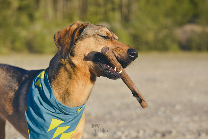 #TongueOutTuesday (21), dog photography Sweden, Dalarna, adventure dogs, exploring and hiking with dogs, lake life, www.DOGvision.eu