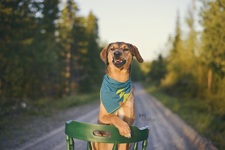 #TongueOutTuesday (21), dog photography Sweden, Dalarna, adventure dogs, exploring and hiking with dogs, lake life, www.DOGvision.eu