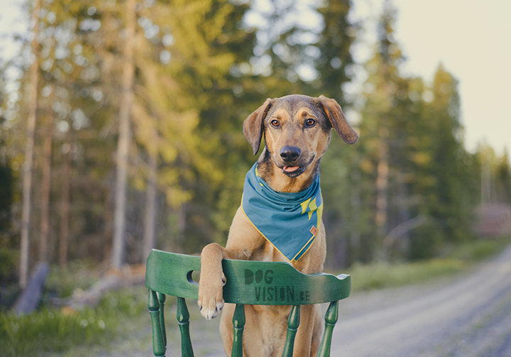 #TongueOutTuesday (21), dog photography Sweden, Dalarna, adventure dogs, exploring and hiking with dogs, lake life, www.DOGvision.eu