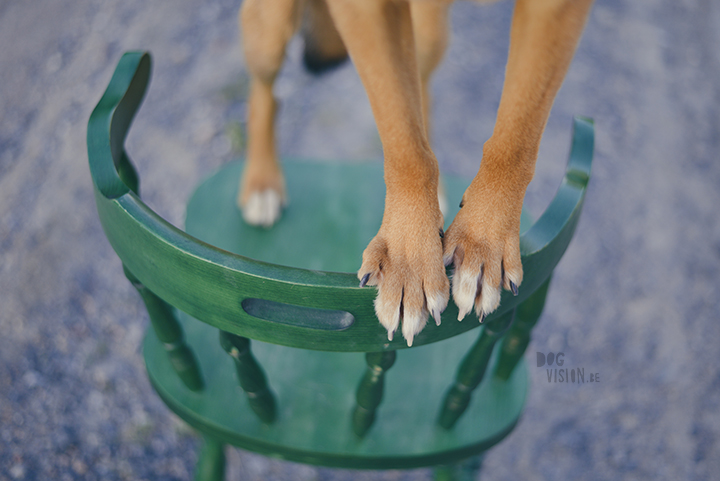 #TongueOutTuesday (21), dog photography Sweden, Dalarna, adventure dogs, exploring and hiking with dogs, lake life, www.DOGvision.eu