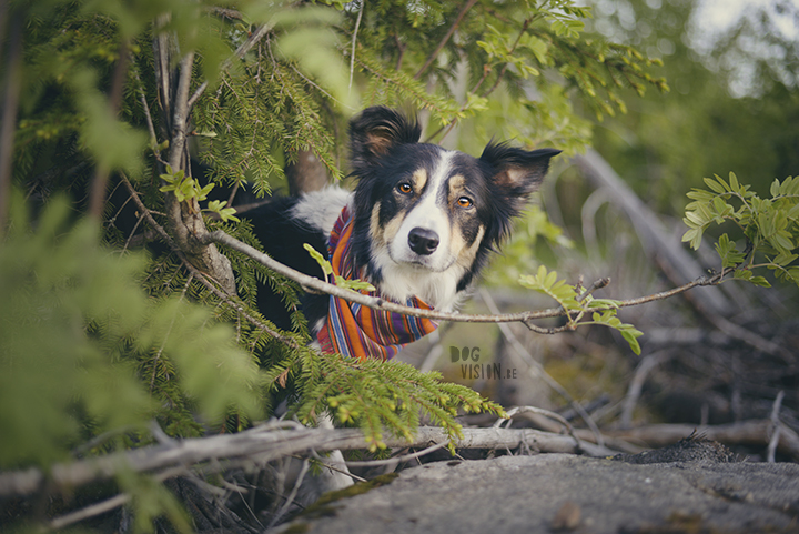 #TongueOutTuesday (21), dog photography Sweden, Dalarna, adventure dogs, exploring and hiking with dogs, lake life, www.DOGvision.eu