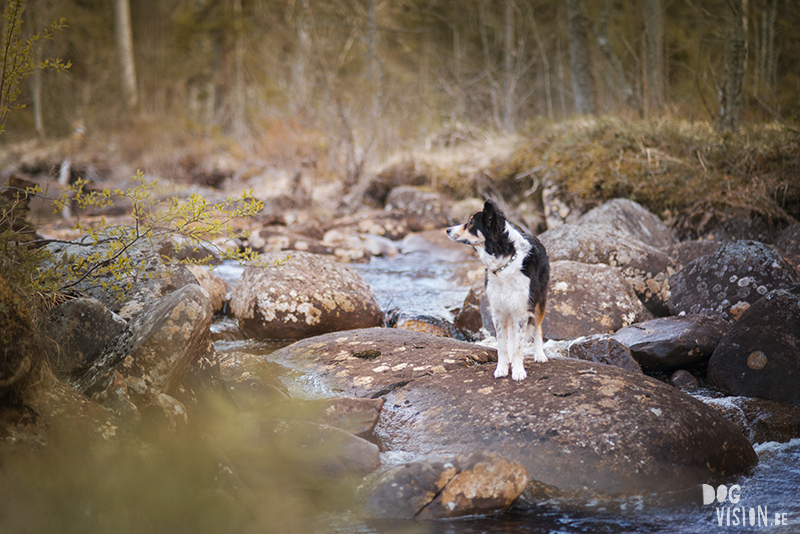 #TongueOutTuesday (22), Fenne Kustermans dog photographer and artist Sweden, hiking with dogs in Sweden, dog blog, adventures with dogs, www.DOGvision.eu