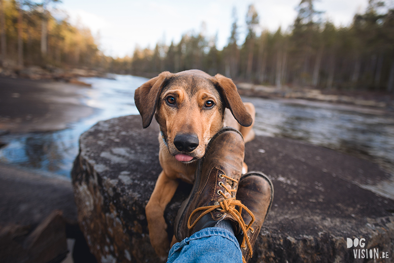 #TongueOutTuesday (22), Fenne Kustermans dog photographer and artist Sweden, hiking with dogs in Sweden, dog blog, adventures with dogs, www.DOGvision.eu