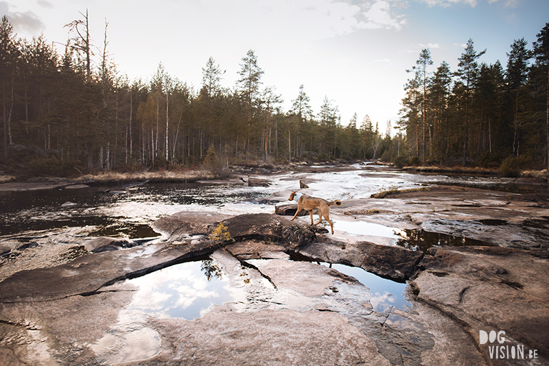 #TongueOutTuesday (22), Fenne Kustermans dog photographer and artist Sweden, hiking with dogs in Sweden, dog blog, adventures with dogs, www.DOGvision.eu