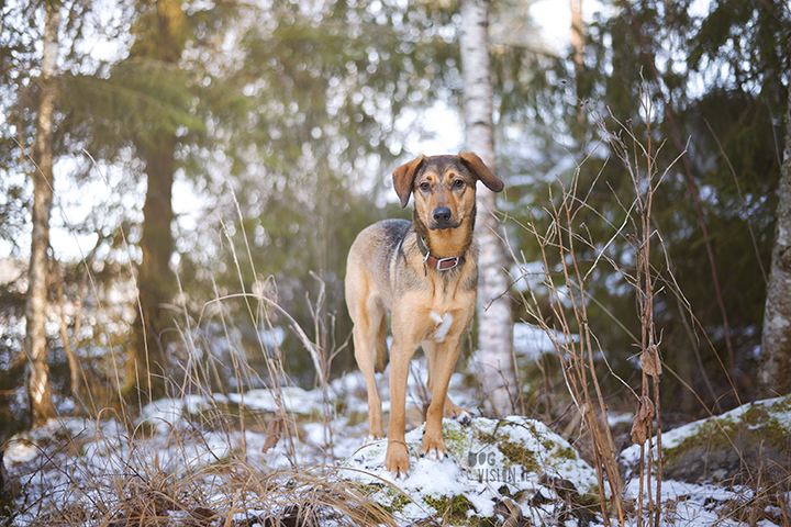 #TongueOutTuesday (52)| hondenfotografie | www.DOGvision.be