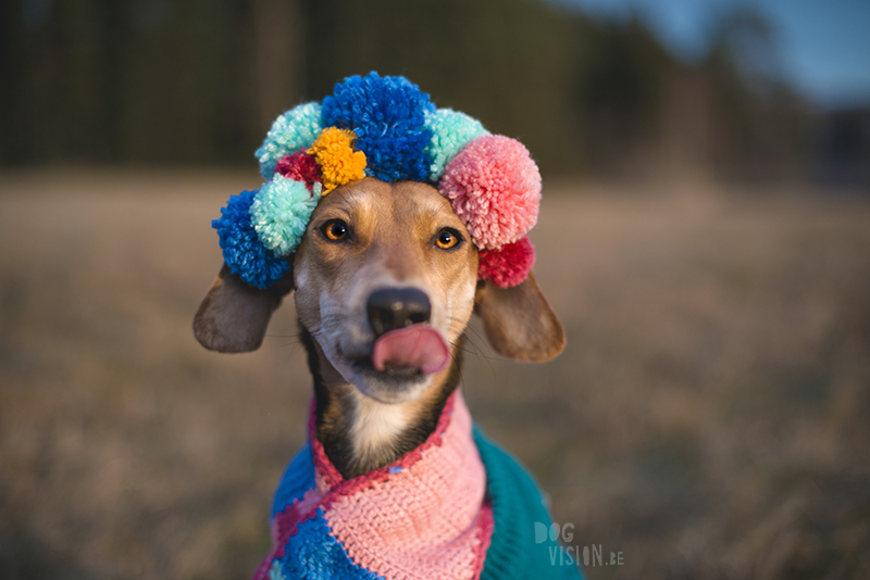 #TongueOutTuesday (03), dogvision dog photography in Eurpe Sweden, dog birthday shoot with diy pompoms, www.DOGvision.eu