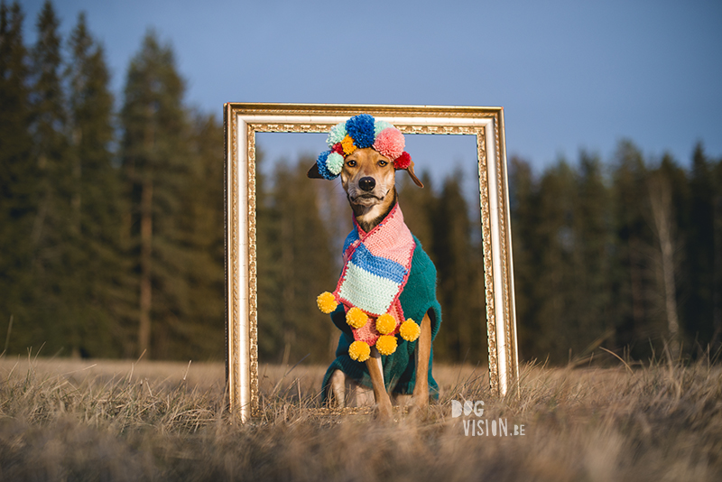 #TongueOutTuesday (03), dog photography, hondenfotografie DOGvision, dogs in Sweden, honden in Zweden. Dog birthday diy