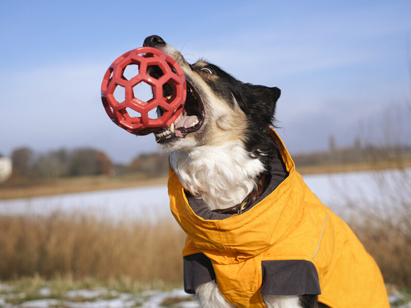 Mogwai Border Collie, senior dog, ball crazy dog, Hurtta winter coat, Hurtta ambassador, dog photography, www.DOGvision.eu