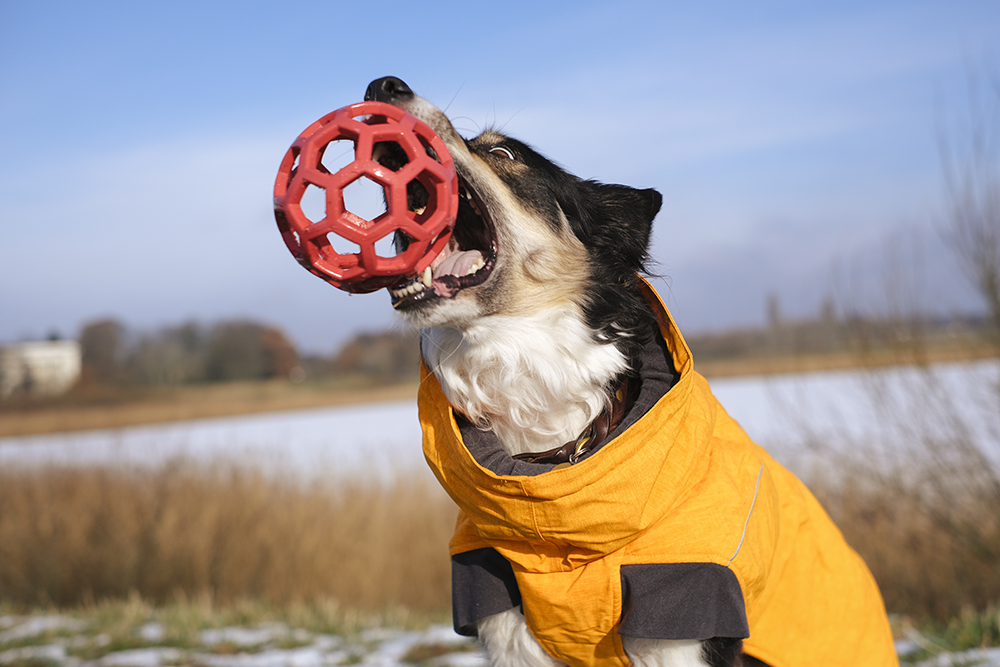 Mogwai Border Collie, senior dog, ball crazy dog, Hurtta winter coat, Hurtta ambassador, dog photography, www.DOGvision.eu