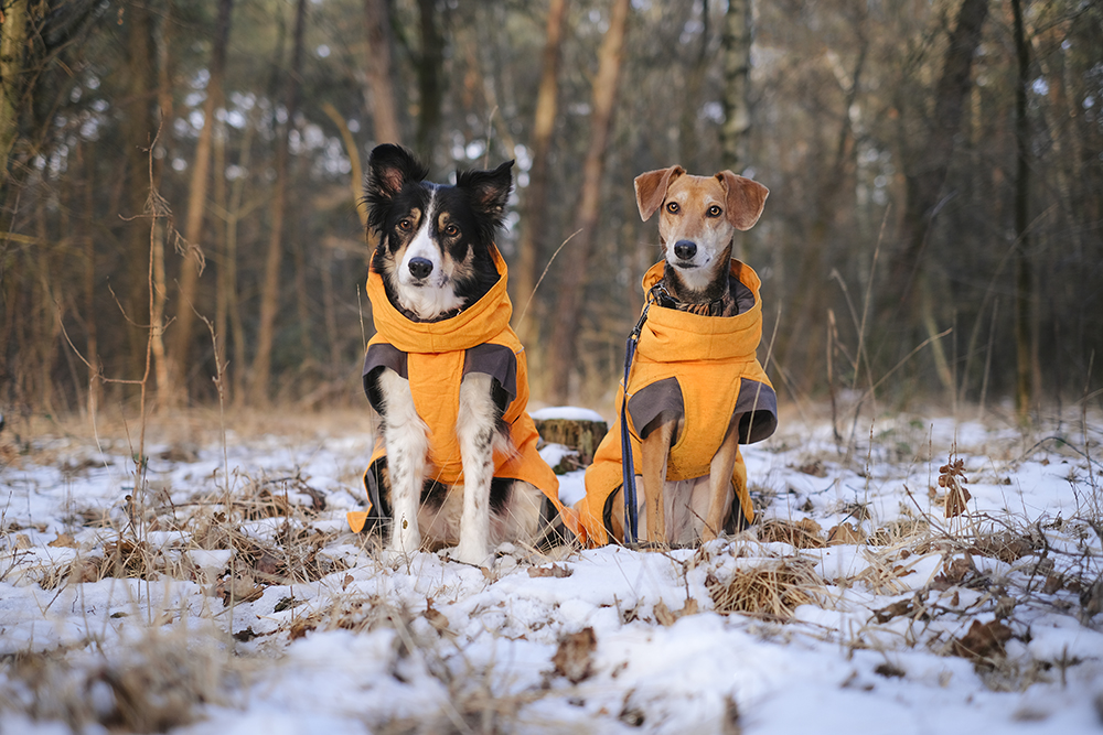 Yellow Jacket Club, yellow dog coats Hurtta expedition parka, www.DOGvision.eu