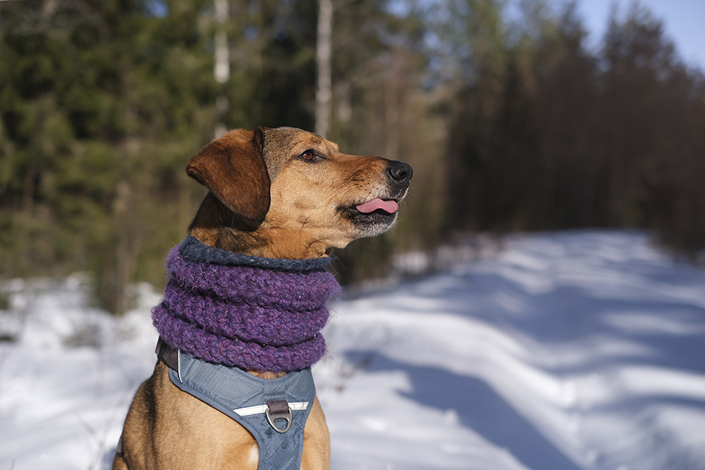 #TongueOutTuesday, dog blog from Sweden. Fujifilm and Nikon dog photography, Nordic life with dogs, www.DOGvision.eu