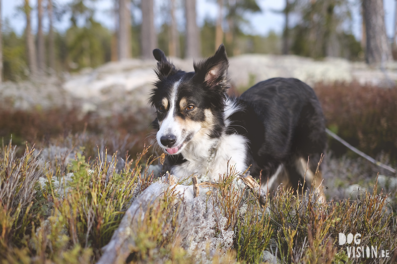 #TongueOutTuesday (12), hondenfotografie Zweden, Fenne Kustermans, Border Collie Luna Tale Mogwai, hondenwandeling, hondenblog, honden in de natuur, www.DOGvision.be