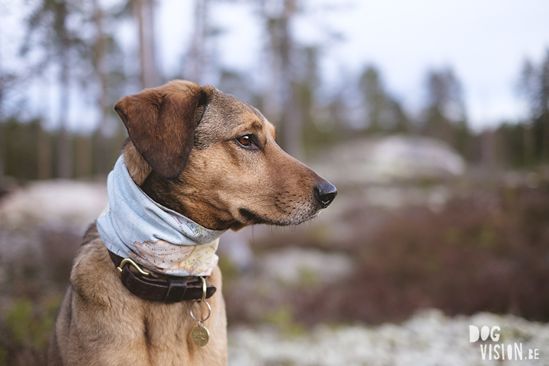 #TongueOutTuesday (12), hondenfotografie Zweden, Fenne Kustermans, Border Collie Luna Tale Mogwai, hondenwandeling, hondenblog, honden in de natuur, www.DOGvision.be