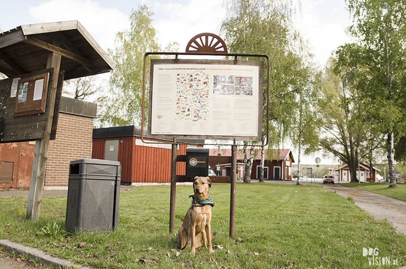 #TongueOutTuesday (22), hondenfotografie, hondenblog, www.DOGvision.be