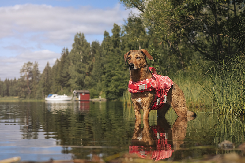 Life savior ECO coral camo, Hurtta life vest, adventure dog photography,www.DOGvision.eu