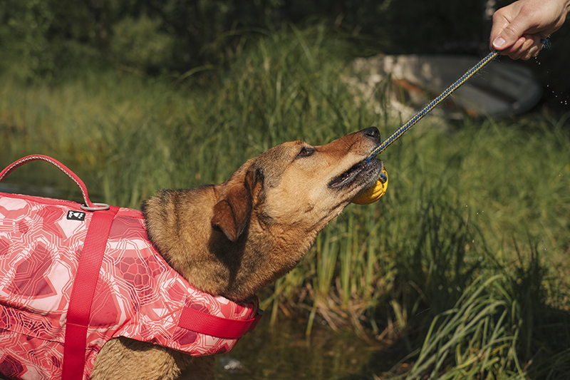 Life savior ECO coral camo, Hurtta life vest, adventure dog photography,www.DOGvision.eu