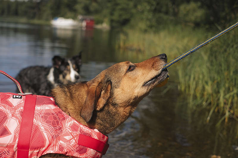 Life savior ECO coral camo, Hurtta life vest, adventure dog photography,www.DOGvision.eu