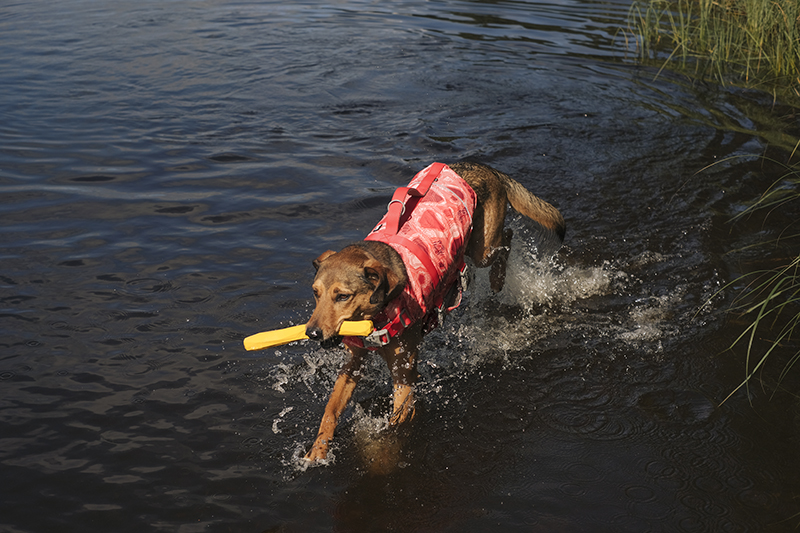 Life savior ECO coral camo, Hurtta life vest, adventure dog photography,www.DOGvision.eu