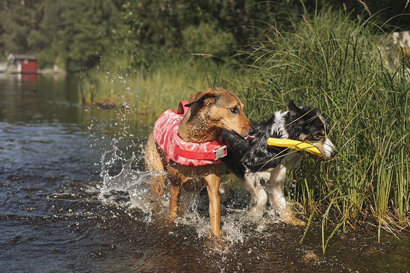 Life savior ECO coral camo, Hurtta life vest, adventure dog photography,www.DOGvision.eu