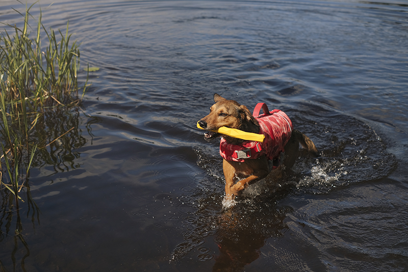 Life savior ECO coral camo, Hurtta life vest, adventure dog photography,www.DOGvision.eu
