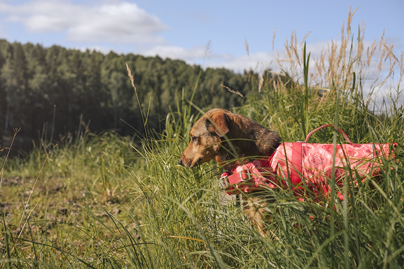 Life savior ECO coral camo, Hurtta life vest, adventure dog photography,www.DOGvision.eu