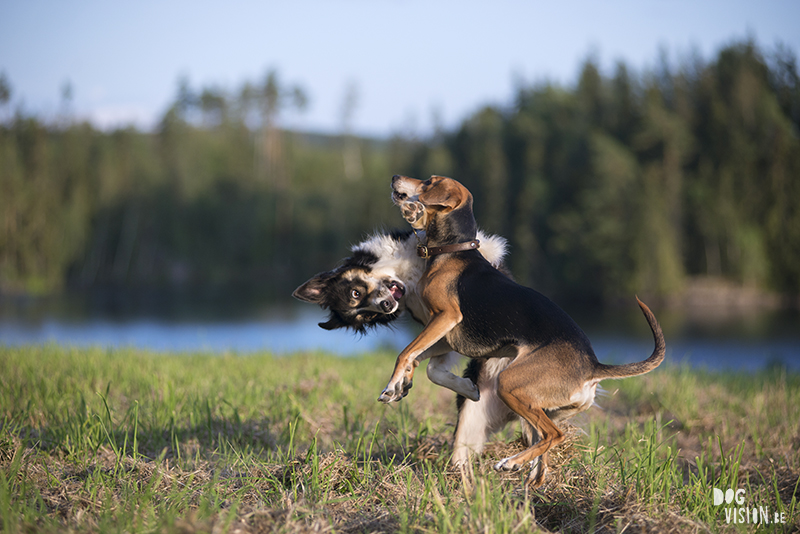 #TongueOutTuesday (35), www.DOGvision.eu