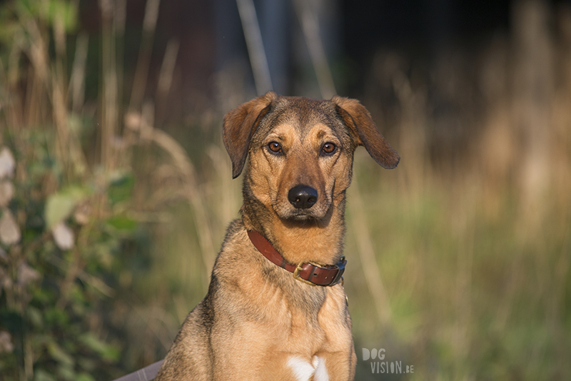 #TongueOutTuesday (35), www.DOGvision.eu