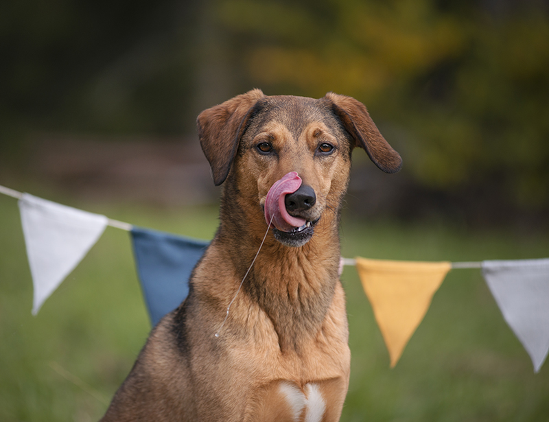 Happy Birthday OOna, Tongue Out Tuesday, #tongueouttuesday, dog photography, Dog birthday, Sweden, www.DOGvision.eu