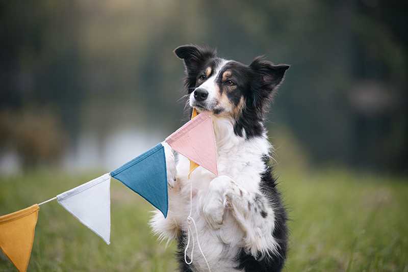 Happy Birthday OOna, Tongue Out Tuesday, #tongueouttuesday, dog photography, Dog birthday, Sweden, www.DOGvision.eu