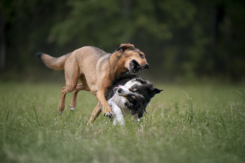 Happy Birthday OOna, Tongue Out Tuesday, #tongueouttuesday, dog photography, Dog birthday, Sweden, www.DOGvision.eu